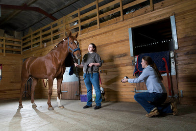 How Thermal Imaging Can Help Your Horse