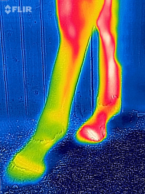 Thermal imaging software Thermal imaging camera ThermaVet